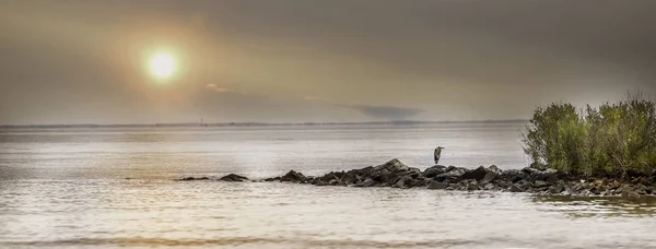 Panorama Great Blue Heron Stojący Rock Pomost Patrząc Zatokę Chesapeake — Zdjęcie stockowe