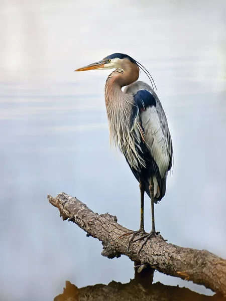 Zbliżenie Great Blue Heron Stoi Majestatycznie Dziennik Wody Patrząc Zatokę — Zdjęcie stockowe