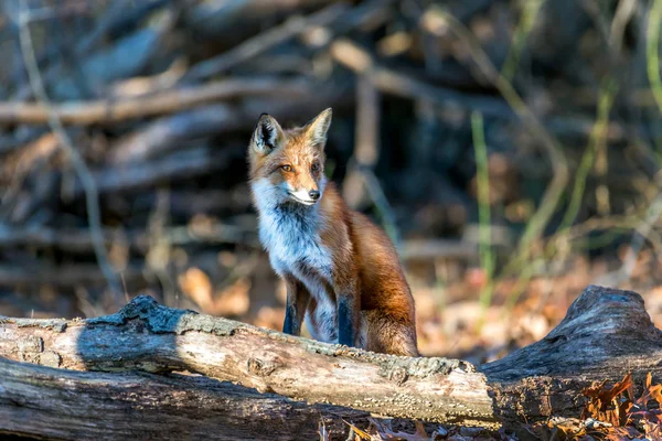 Άγρια Κόκκινη Αλεπού Που Κάθεται Ένα Δάσος Στο Φως Του — Φωτογραφία Αρχείου