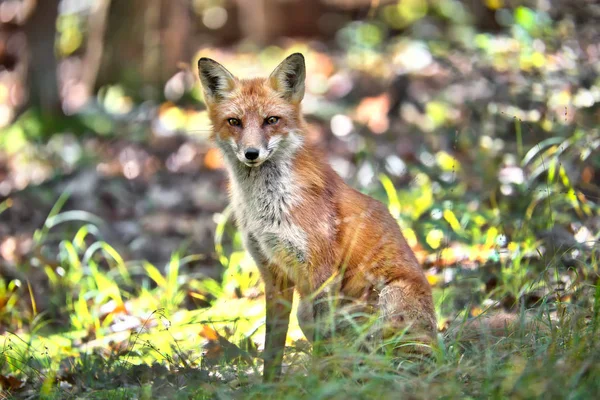 秋の間にメリーランド州の森で草に座っている野生のキタキツネ — ストック写真