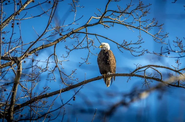 Skallig örn uppflugen i ett träd med blå himmel — Stockfoto