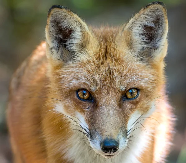 Wild Red Fox Close Up Facial Portrait — стоковое фото