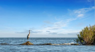 Büyük Mavi Heron Chesapeake Körfezi'ne bakan bir kaya iskelesi üzerinde duran