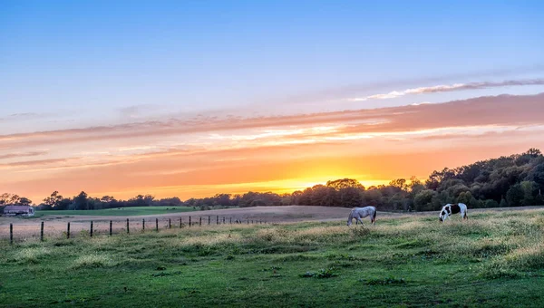 Horses graziing in a meadow on a rural Maryland farm at sunset. — Stock Photo, Image