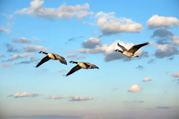 Schwarm Kanadagänse fliegt in den Wolken bei Sonnenuntergang — Stockfoto