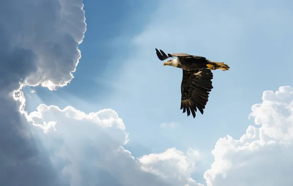 Bald Eagle Flying in clouds towards the Sun Stock Picture