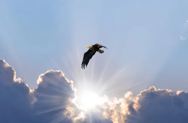 Φαλακρός αετός πετάει στον ουρανό πάνω από τις ηλιακές ακτίνες που περνούν μέσα από τα σύννεφα — Φωτογραφία Αρχείου