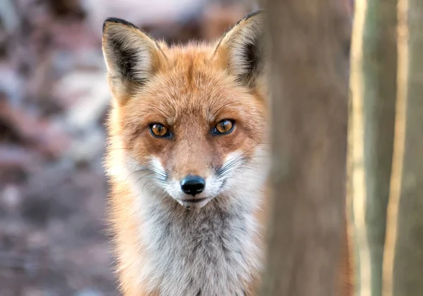 Close-up of the face of a Wild Red Fox watching intensely from behind a tree in a Maryland forest.