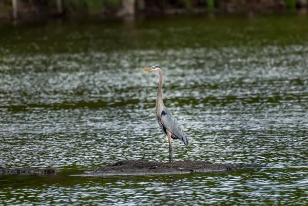 Vackra Great Blue Heron Står Majestätiskt Liten Grön Vattendamm Nära — Stockfoto