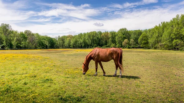 Magnifico Cavallo Purosangue Rosso Che Pascola Tranquillamente Sole Campo Erba — Foto Stock