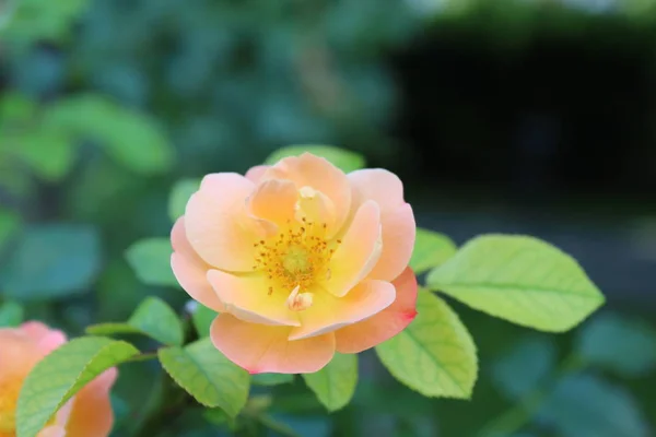 Belles Roses de couleur rose dans le jardin, Fond — Photo