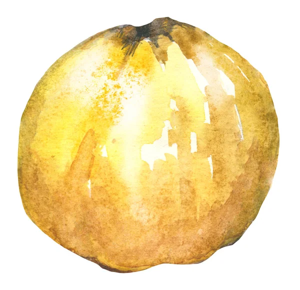 Aquarell-Bild der reifen Apfelquitte auf weißem Hintergrund — Stockfoto