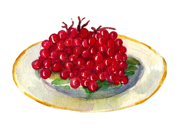 Aquarela Rowan. Mão pintado fruta montanha-ashe isolado no fundo branco. Ilustração botânica para design — Fotografia de Stock