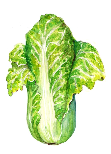 Illustration of drawing watercolor realistic vegetables close-up with details — Stock Photo, Image