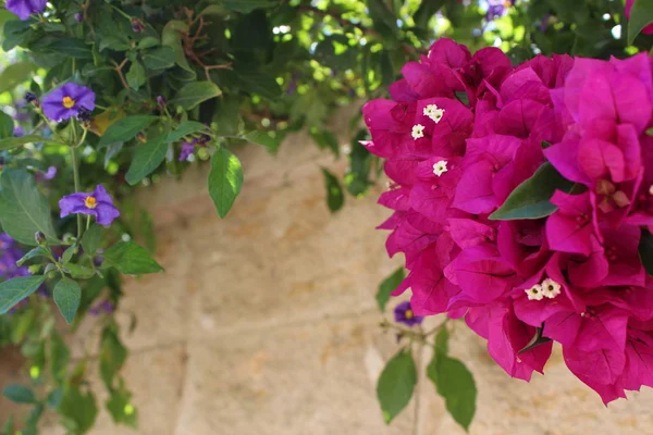 Bougainvillea blommor närbild. Blommande bougainvillea. Bougainvillea blommor som bakgrund. Blommig bakgrund. — Stockfoto