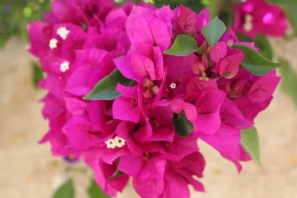 Bougainvillea blommor närbild. Blommande bougainvillea. Bougainvillea blommor som bakgrund. Blommig bakgrund. — Stockfoto