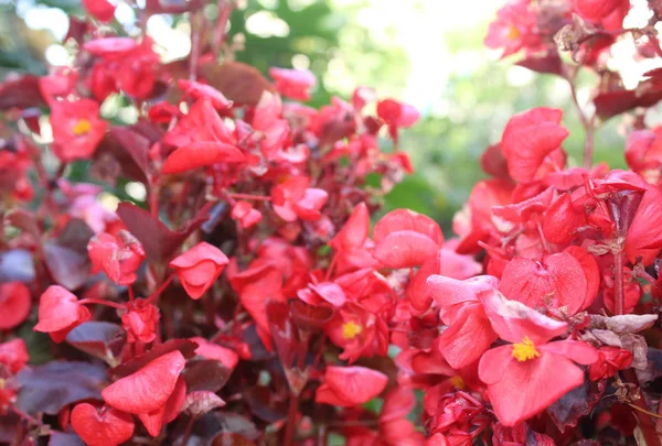 Bakgrund av vackra naturliga röda och rosa begonia blommor konsistens full blommande i blomsterträdgård för bakgrund och tapeter — Stockfoto