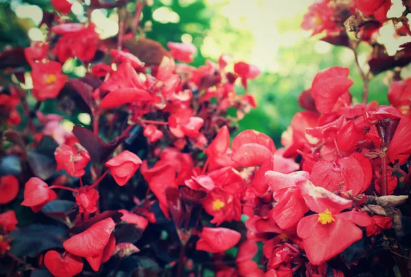 Bakgrund av vackra naturliga röda och rosa begonia blommor konsistens full blommande i blomsterträdgård för bakgrund och tapeter — Stockfoto