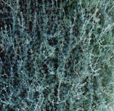 Close-up full frame green grass background bougainvillea leave. non-flower.