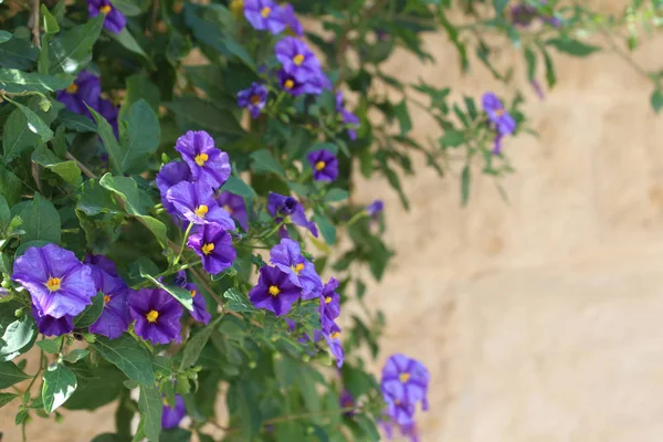 Μωβ Lobelia μεγαλώνει πάνω από ένα πέτρινο τοίχωμα — Φωτογραφία Αρχείου