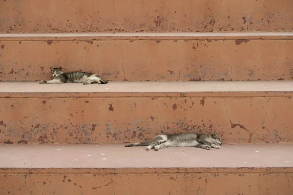 Stray Cats Lie Square Morocco — Stock Photo, Image