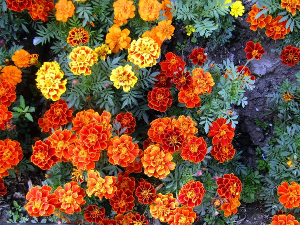 Bright flowers of joy and happiness/ Bright red and yellow flowers will decorate your flower bed or garden with joy and happiness