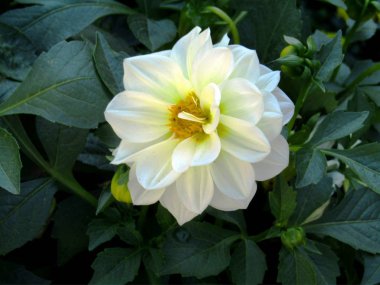 Beyaz saf ve parlak çiçek / beyaz çiçek saf ve parlak ve güzel bloomed bir kar gibi Beyaz Lotus ve dünya bizim gözleri ve düşünceler için daha iyi ve neşeli bir yer yaptı