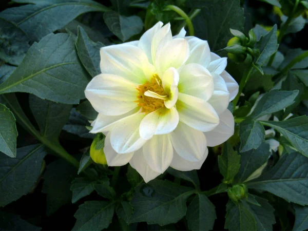 Beyaz saf ve parlak çiçek / beyaz çiçek saf ve parlak ve güzel bloomed bir kar gibi Beyaz Lotus ve dünya bizim gözleri ve düşünceler için daha iyi ve neşeli bir yer yaptı