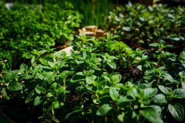 Tencerede fide, yetişen lahanalar.