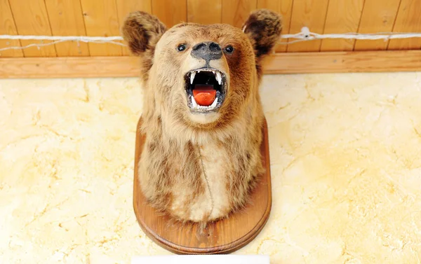 ロシアのクマのぬいぐるみの頭が壁に口を開く — ストック写真