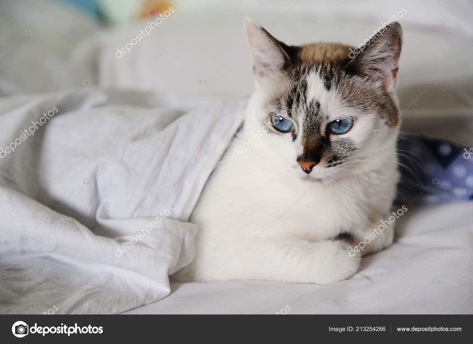 Insatisfaits Réveilla Blanc Moelleux Chat Aux Yeux Bleus