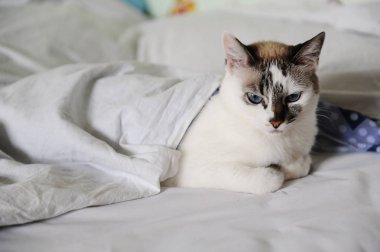 Unsatisfied woke-up white fluffy blue-eyed cat lies in bed. Covered with a blanket clipart
