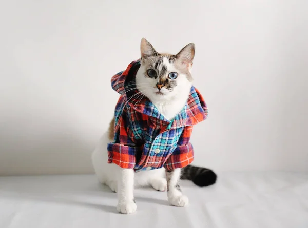 Branco Felpudo Olhos Azuis Gato Uma Camisa Xadrez Com Capuz — Fotografia de Stock