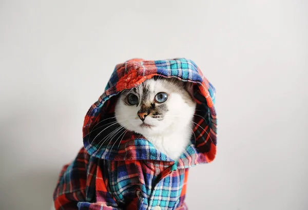 Gato Olhos Azuis Fofo Branco Uma Camisa Xadrez Com Capuz — Fotografia de Stock