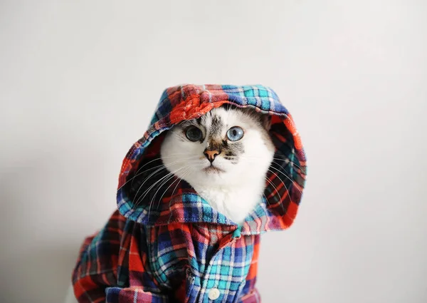 Vit Fluffig Blåögda Katt Rutig Skjorta Med Huva Ljus Bakgrund — Stockfoto