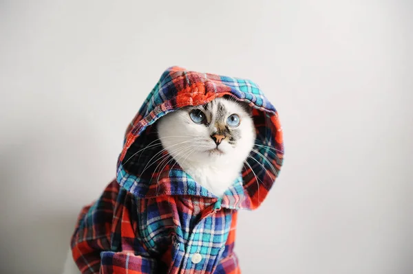 Gato Olhos Azuis Fofo Branco Uma Camisa Xadrez Com Capuz — Fotografia de Stock