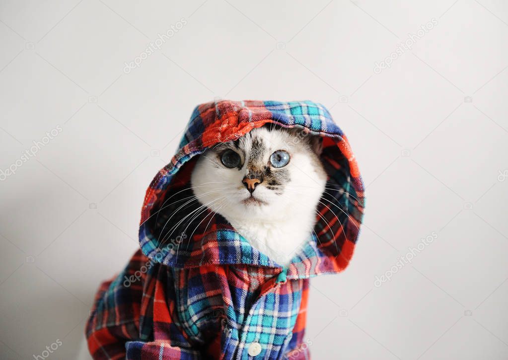 White fluffy blue-eyed cat in a plaid shirt with hood on a light background. Closeup portrait