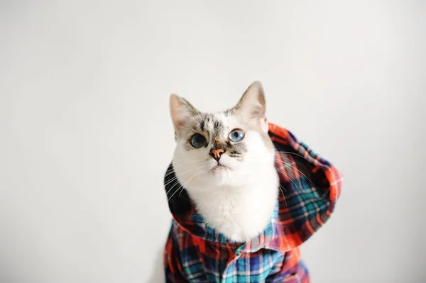 White Fluffy Blue Eyed Cat Plaid Shirt Hood Light Background — Stock Photo, Image