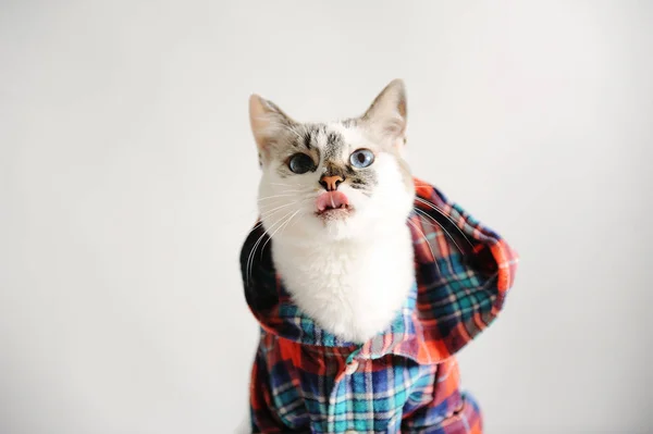 White fluffy blue-eyed cat in a plaid shirt with a hood on a light background. Close-up portrait, licking — Stock Photo, Image