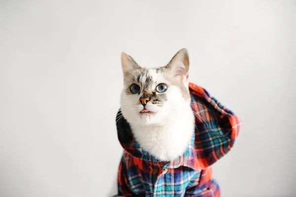 White fluffy blue-eyed cat in a plaid shirt with a hood on a light background. Close-up portrait — Stock Photo, Image