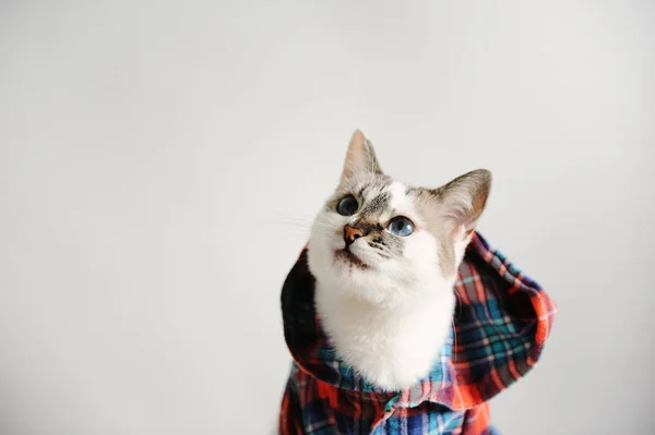 Gato de olhos azuis fofo branco em uma camisa xadrez com um capuz em um fundo leve. Retrato de close-up. Espaço livre para design — Fotografia de Stock