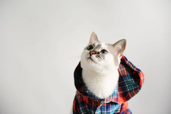 Moelleux Aux Yeux Bleus Chat Blanc Dans Une Chemise à