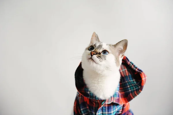 White fluffy blue-eyed cat in a plaid shirt with a hood on a light background. Close-up portrait. Free space for design — Stock Photo, Image