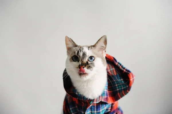White fluffy blue-eyed cat in a plaid shirt with a hood on a light background. Close-up portrait, licking — Stock Photo, Image