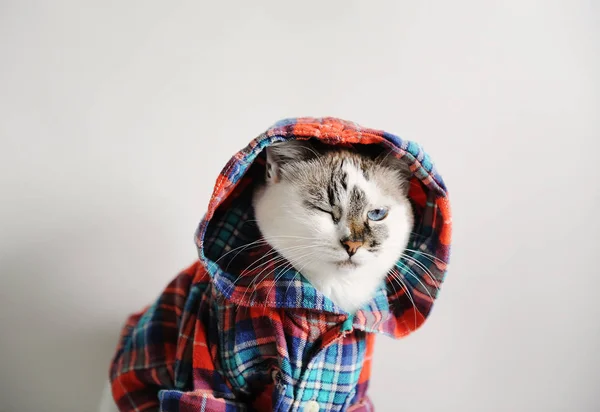 Witte Pluizige Blauwogige Kat Een Plaid Shirt Met Kap Een — Stockfoto