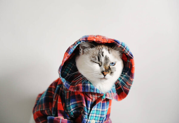 Белый пушистый голубоглазый кот в клетчатой рубашке с капюшоном на светлом фоне. Портрет крупного плана. Нахмурился, подмигнул
