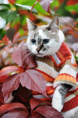 Mavi gözlü kedi Sonbahar Park rengarenk yeşillik zemin üzerine Çizgili kazaklı. Şık giyinmiş. Şirin portre