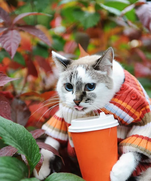 Лижет кошку в полосатом свитере с бумажной чашкой кофе в осеннем парке на фоне пестрой листвы. Licked — стоковое фото