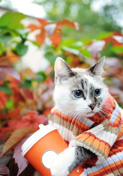 Gato em camisola listrada com xícara de papel de café takeaway no parque de outono no fundo de folhagem variegada — Fotografia de Stock
