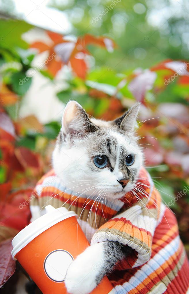 Cat in striped sweater with paper cup of coffee takeaway in autumn park on the background of motley foliage